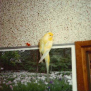 ピッピ1